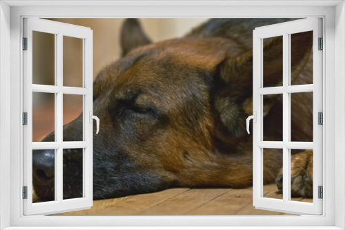 Fototapeta Naklejka Na Ścianę Okno 3D - Sleeping face of a dog. German Shepherd resting at home after a walk. Tired pet