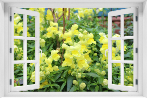 Fototapeta Naklejka Na Ścianę Okno 3D - Yellow flowers of snapdragon (lat. Antirrhínum)