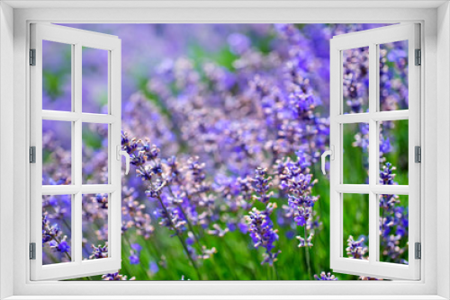 Fototapeta Naklejka Na Ścianę Okno 3D - lavender