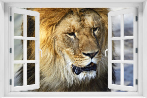 Fototapeta Naklejka Na Ścianę Okno 3D - Lion in the African savannah Masai Mara