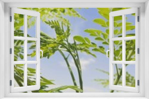 Fototapeta Naklejka Na Ścianę Okno 3D - leaves of a tree,green tree
,leaves on a tree,
, plant, blue, flower, trees, summer, garden,
 branches, blossom, foliage, sun, bloom, forest, blooming, season, 