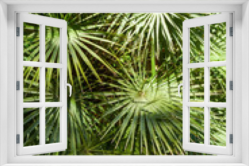 Fototapeta Naklejka Na Ścianę Okno 3D - Palmwedel