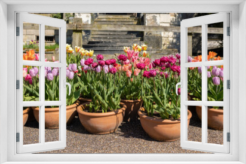 Fototapeta Naklejka Na Ścianę Okno 3D - Potted Garden Spring Easter Tulips, terracotta pots, a riot of colour