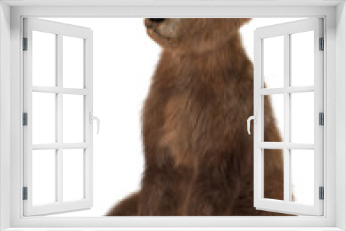 Fototapeta Naklejka Na Ścianę Okno 3D - Little Brown Bear