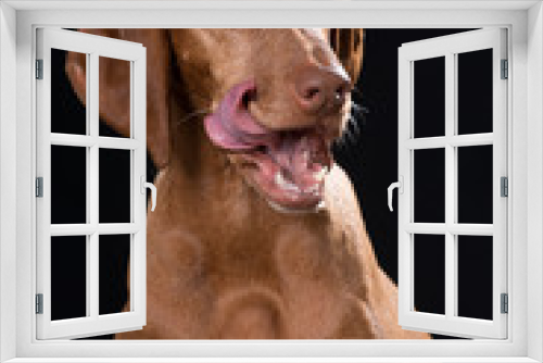 Fototapeta Naklejka Na Ścianę Okno 3D - Hund schleckt sich das Maul