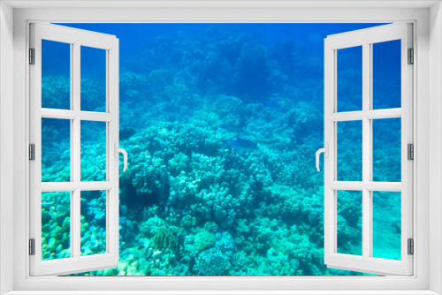 Fototapeta Naklejka Na Ścianę Okno 3D - Underwater panorama