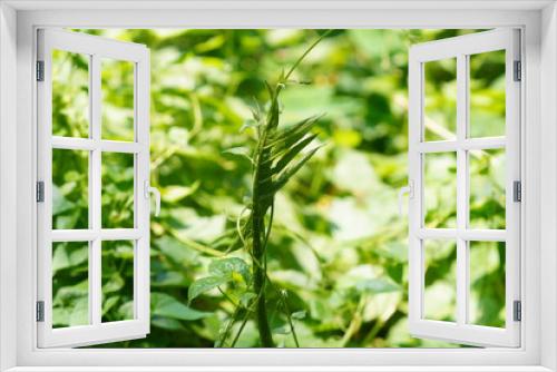 Fototapeta Naklejka Na Ścianę Okno 3D - plant, leaf, nature, leaves, tree, food, herb, garden, 