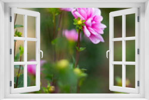 Fototapeta Naklejka Na Ścianę Okno 3D - Pink dahlias on a flower farm