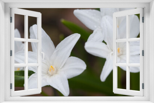 Fototapeta Naklejka Na Ścianę Okno 3D - Lucile's glory-of-the-snow (Scilla luciliae) flowers, close up