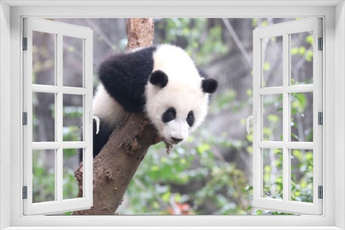 Fototapeta Naklejka Na Ścianę Okno 3D - Close up Happy Giant Panda, Chengdu, China