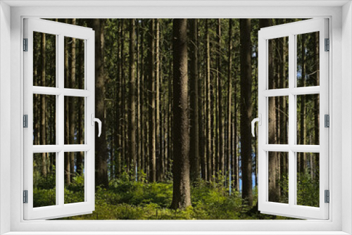 Fototapeta Naklejka Na Ścianę Okno 3D - . Sunny pine forest in Ardennes near Saint Hubert, Wallonia, Belgium 