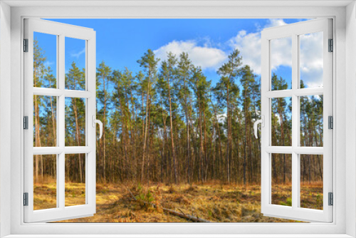 Fototapeta Naklejka Na Ścianę Okno 3D - Forest panorama