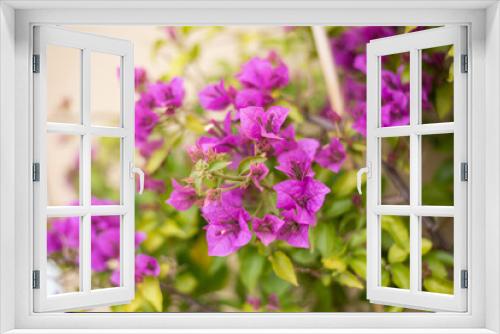Fototapeta Naklejka Na Ścianę Okno 3D - Luxury purple bougainvillea flowers on a branch, close-up, spring bloom
