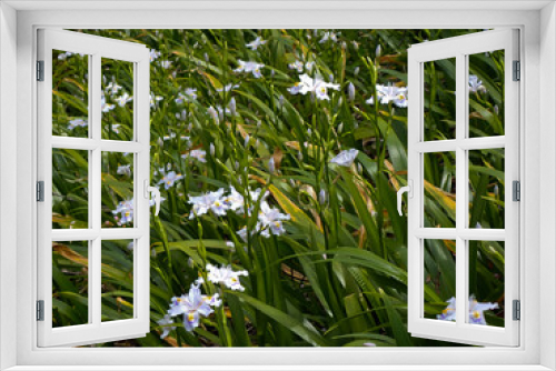 Fototapeta Naklejka Na Ścianę Okno 3D - 白いシャガの花の群落