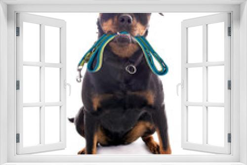 Fototapeta Naklejka Na Ścianę Okno 3D - Hund mit Hundeleine im Maul