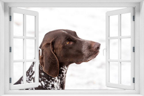 Fototapeta Naklejka Na Ścianę Okno 3D - Close-up of a thoughtful brown dog with snowy background.