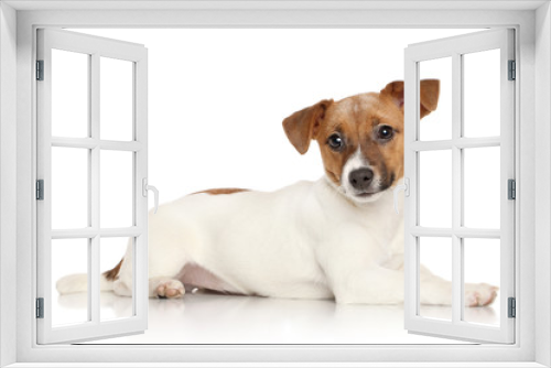 Fototapeta Naklejka Na Ścianę Okno 3D - Jack Russell terrier puppy