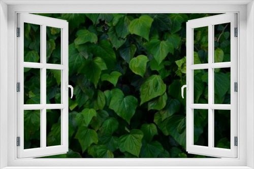 Fototapeta Naklejka Na Ścianę Okno 3D - Green leaves background