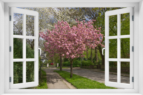 Fototapeta Naklejka Na Ścianę Okno 3D - rosa blühende Zierkirsche