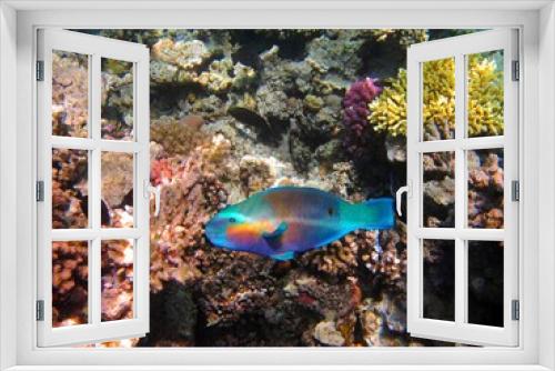 Fototapeta Naklejka Na Ścianę Okno 3D - Colorful Daisy parrotfish (Chlorurus sordidus) on the tropical coral reef. Sun reflections, vivid fish and corals, underwater photography from snorkeling on the healthy coral reef. Marine life.