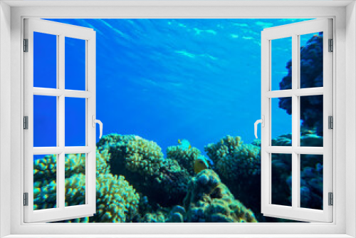 Fototapeta Naklejka Na Ścianę Okno 3D - Coral reef and fish in the Red Sea. Egypt, Africa