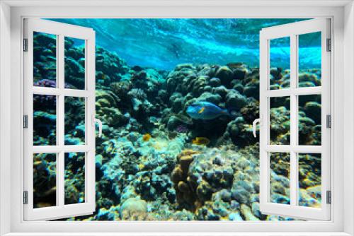 Fototapeta Naklejka Na Ścianę Okno 3D - Underwater view of coral reef with tropical fish and corals at Egypt.