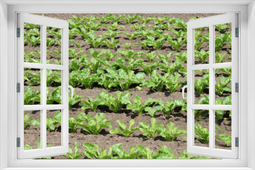 Fototapeta Naklejka Na Ścianę Okno 3D - On the farm field grow sugar beets