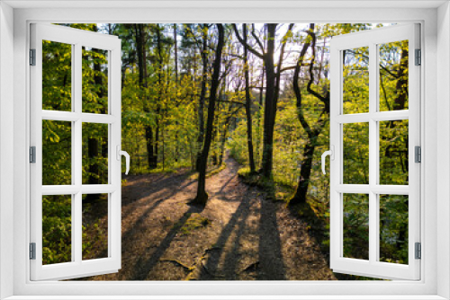 Fototapeta Naklejka Na Ścianę Okno 3D - Fresh and green leafs on a trees during the spring sunset, sunshine flicker light in spring forest.