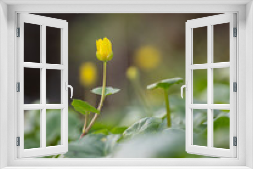 Fototapeta Naklejka Na Ścianę Okno 3D - Yellow spring flower in the lawn.