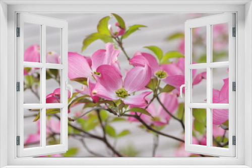 Fototapeta Naklejka Na Ścianę Okno 3D - 花が咲いた庭のハナミズキ