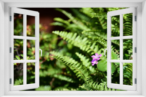 Fototapeta Naklejka Na Ścianę Okno 3D - Amid dense ferns, a purple perilla flower quietly blooms, shining brightly in the sunlight. Surrounded by green fern leaves, it stands out with unique charm.