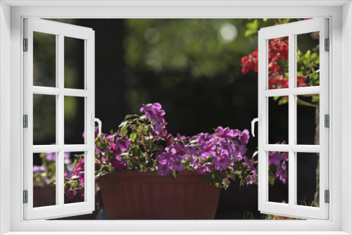Fototapeta Naklejka Na Ścianę Okno 3D - Vaso di fiori viola