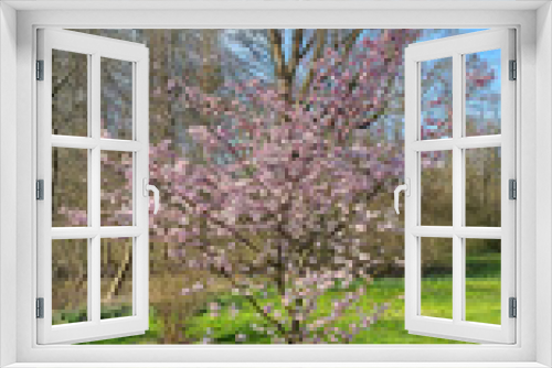 Fototapeta Naklejka Na Ścianę Okno 3D - A pinkflowered tree stands amidst a grassy field under the sky Japanese cherry blossom Maschsee Hanover