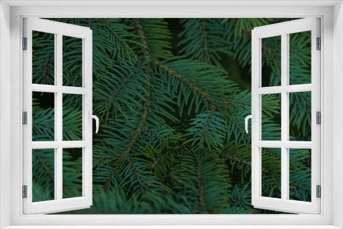 Fototapeta Naklejka Na Ścianę Okno 3D - Fir branches, fir branches in the forest. Beautiful spruce branch with needles. Natural green tree background.