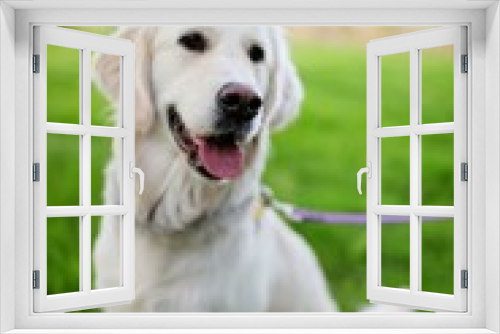 Fototapeta Naklejka Na Ścianę Okno 3D - Most Beautiful Dog Breeds In The World
