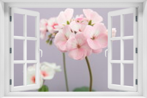 Fototapeta Naklejka Na Ścianę Okno 3D - l, city plant, closeup, daylight, english, flora, flor