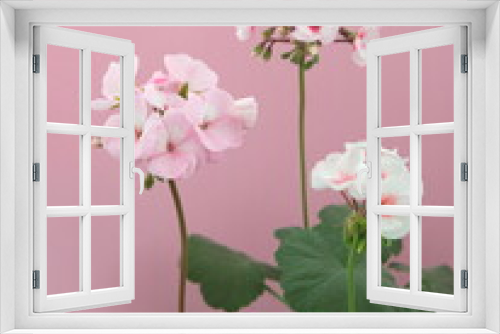 Fototapeta Naklejka Na Ścianę Okno 3D - White Pink Geranium Zonal in bloom, Pelargonium hortorum with light -pink flowers, on pink background