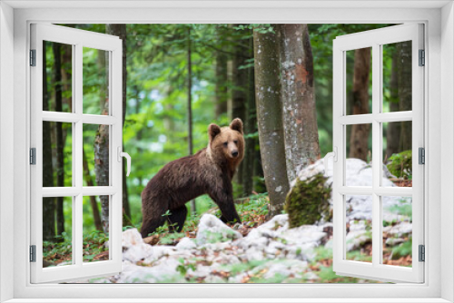 Fototapeta Naklejka Na Ścianę Okno 3D - An young brown bear looks curious among the white rocks in the mountain forest