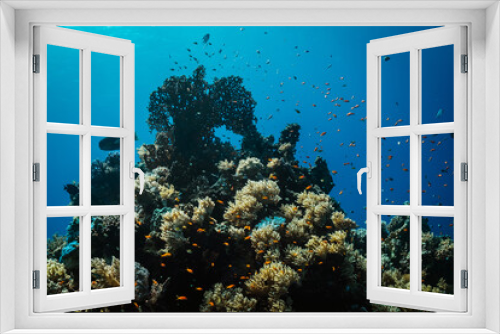 Fototapeta Naklejka Na Ścianę Okno 3D - Red Sea Diving in Egypt