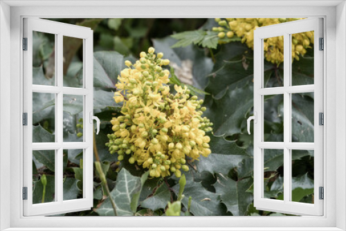 Fototapeta Naklejka Na Ścianę Okno 3D - yellow flowers of creeping barberry berberis repens