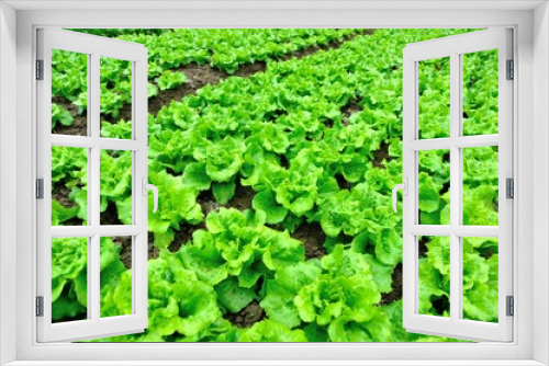 Fototapeta Naklejka Na Ścianę Okno 3D - 	green lettuce crops in growth 