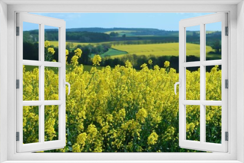 Fototapeta Naklejka Na Ścianę Okno 3D - Agriculture en Champagne Ardenne, paysage de champ de colza (brassica napus) jaune, en fleur, au printemps (France)