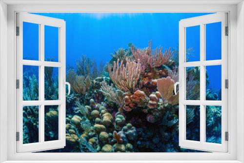 Fototapeta Naklejka Na Ścianę Okno 3D - Caribbean coral garden, Bonaire