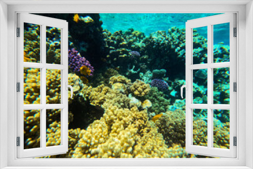 Fototapeta Naklejka Na Ścianę Okno 3D - Underwater view of coral reef with hard corals and tropical fish