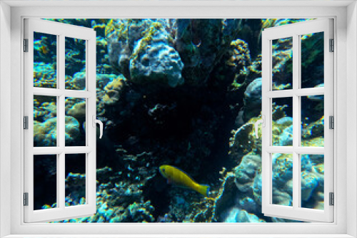 Fototapeta Naklejka Na Ścianę Okno 3D - Underwater view of coral reef with fish and seaweed, Red Sea, Egypt
