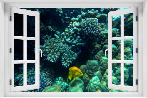Fototapeta Naklejka Na Ścianę Okno 3D - Coral and fish in the Red Sea. Egypt. Sharm El Sheikh