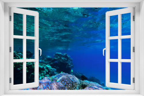 Fototapeta Naklejka Na Ścianę Okno 3D - Tropical underwater landscape with coral reef and blue ocean water.