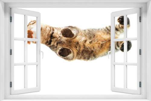 Fototapeta Naklejka Na Ścianę Okno 3D - Tabby cat eating food. View from bottom up on a glass surface. Copy space. Pet feeding time. Unusual angle of view.