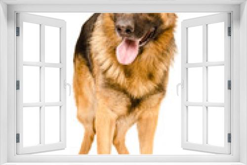 Fototapeta Naklejka Na Ścianę Okno 3D - Dog breed German Shepherd