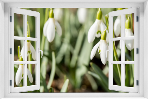 Fototapeta Naklejka Na Ścianę Okno 3D - Snowdrop bloom in springtime